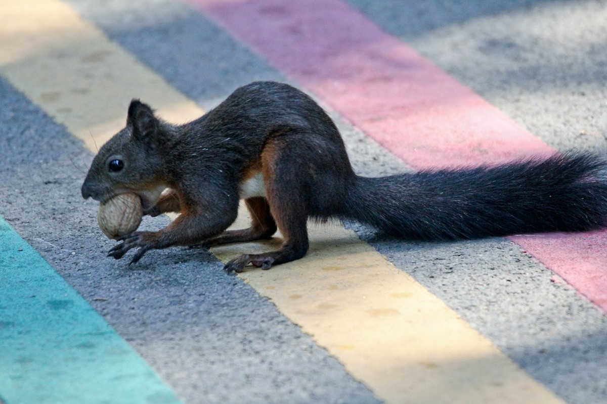 松鼠——秋天的小精灵 （三）