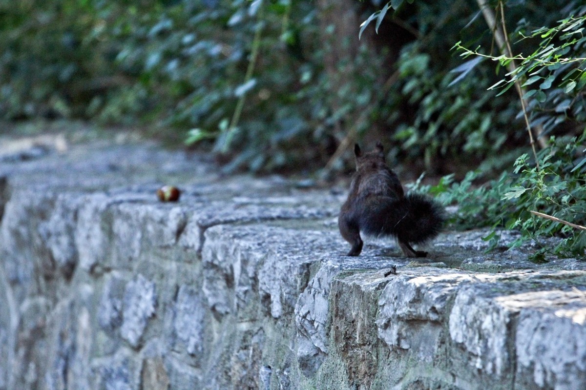 松鼠——秋天的小精灵 （三）