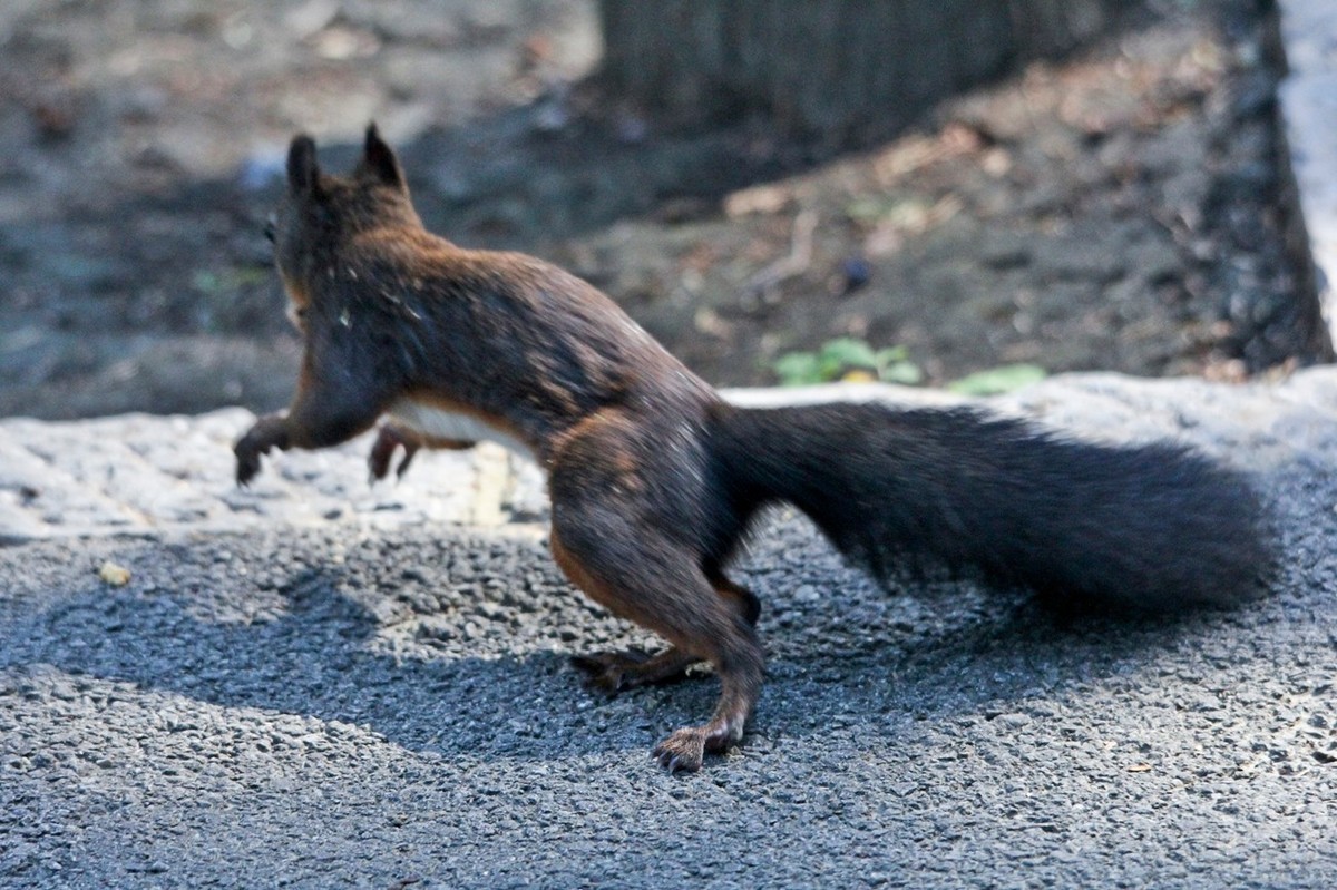 松鼠——秋天的小精灵 （三）