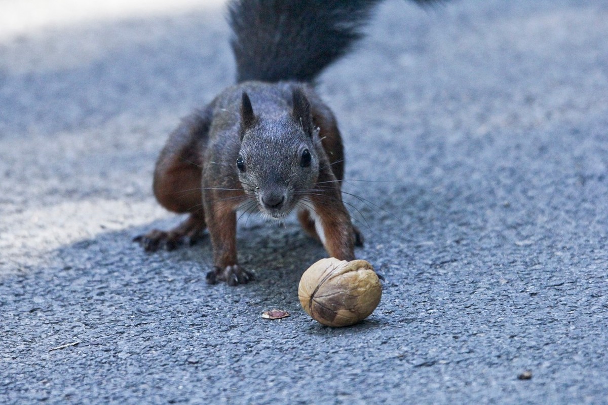 松鼠——秋天的小精灵 （三）