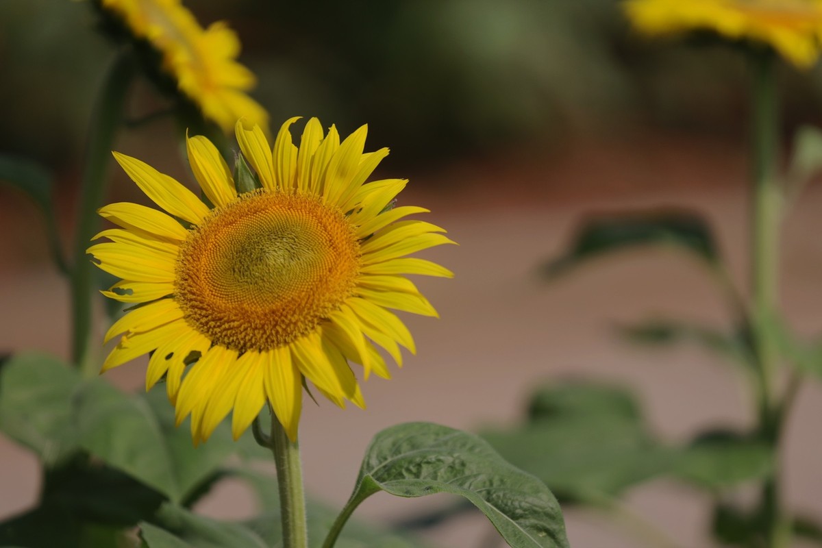 向日葵花海中汉服女--省植物园10