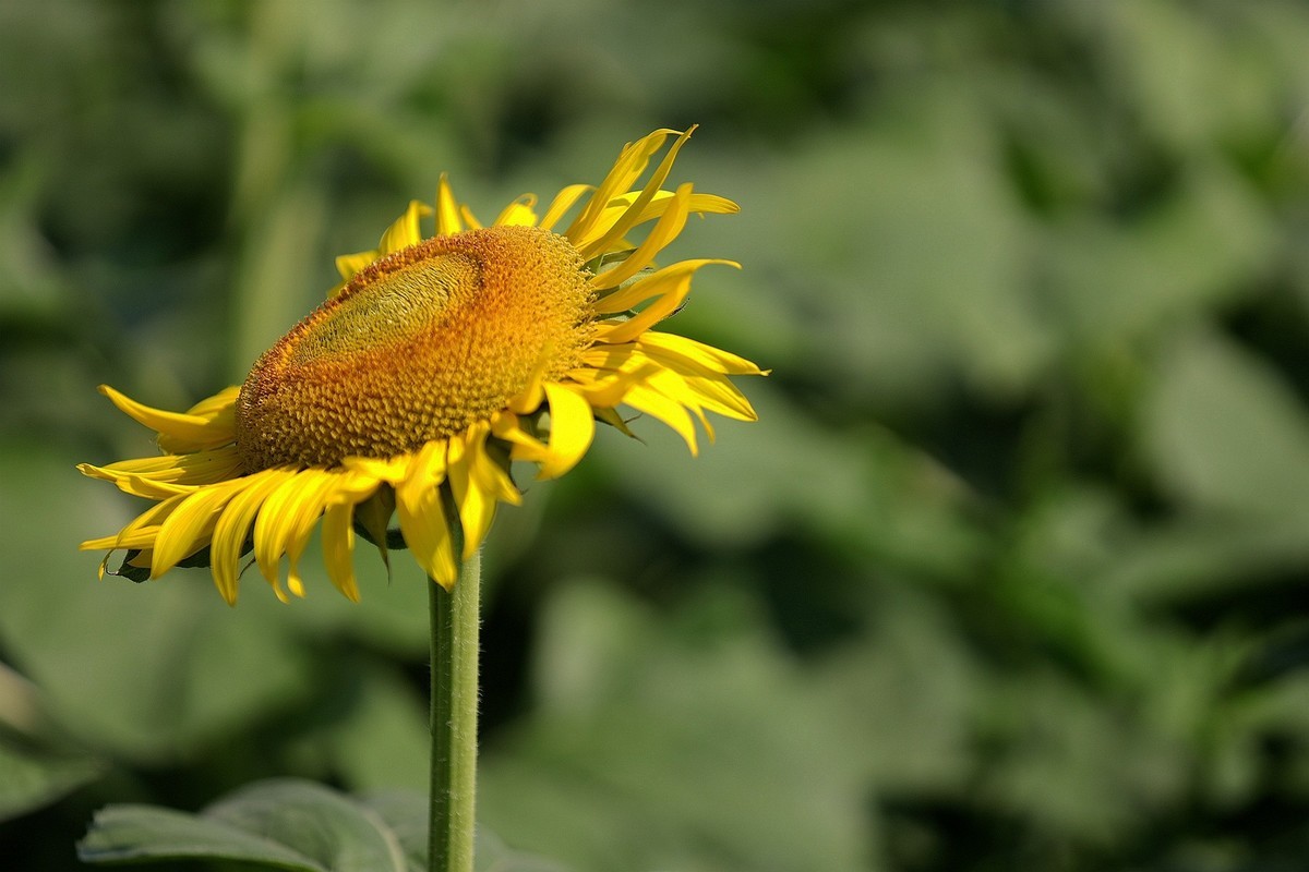 向日葵花海中汉服女--省植物园10