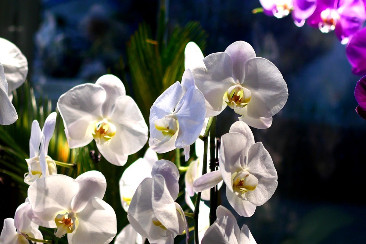 G100--一组鲜花 (上)