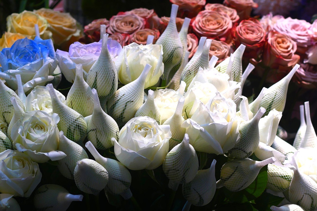 G100--一组鲜花 (上)