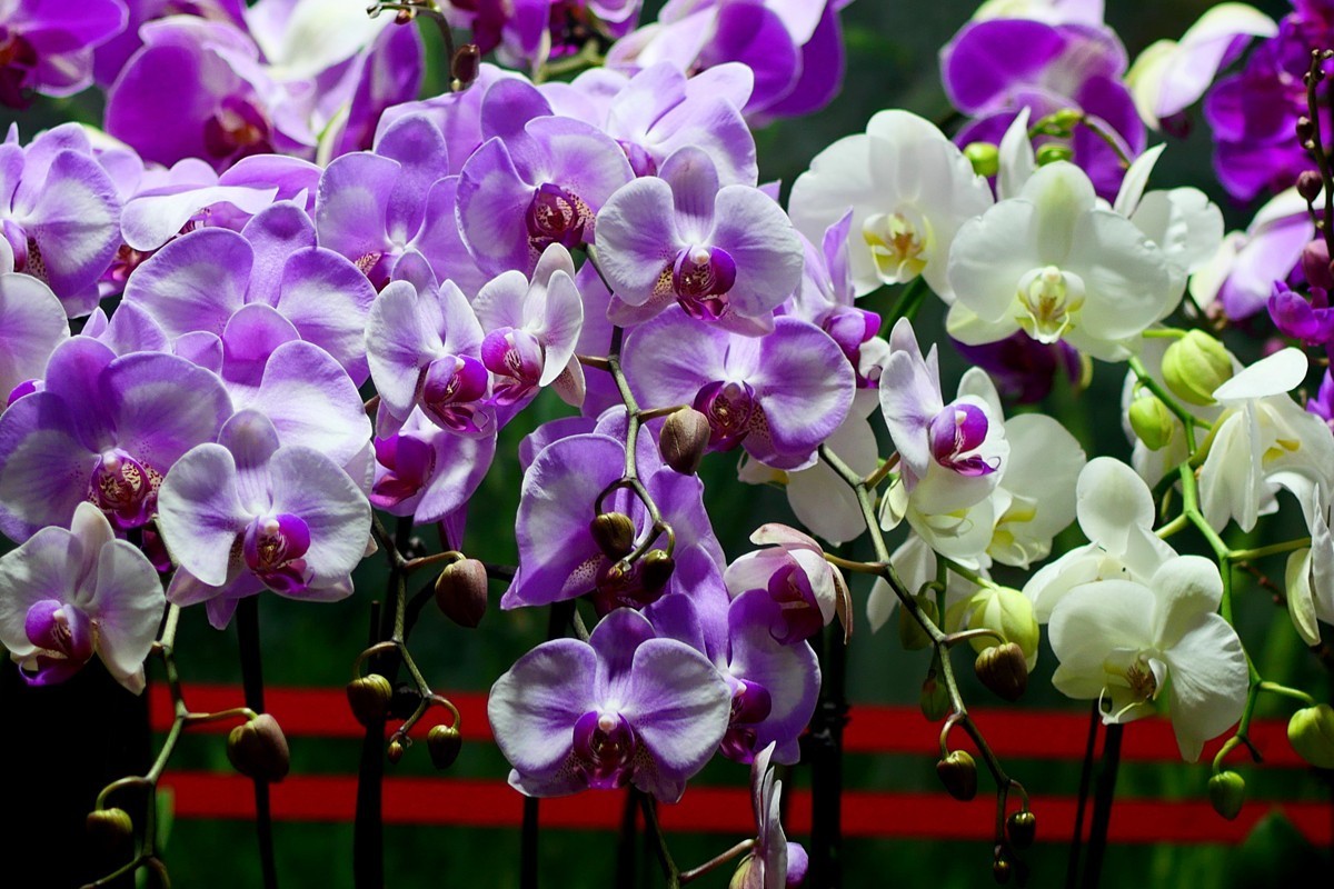 G100--一组鲜花 (上)