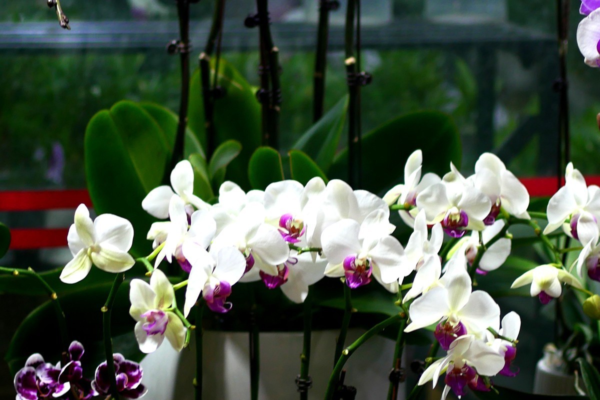 G100--一组鲜花 (上)