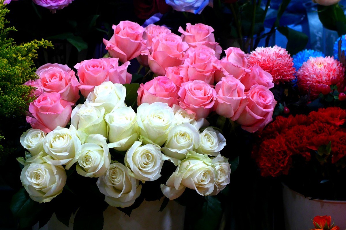 G100--一组鲜花 (上)