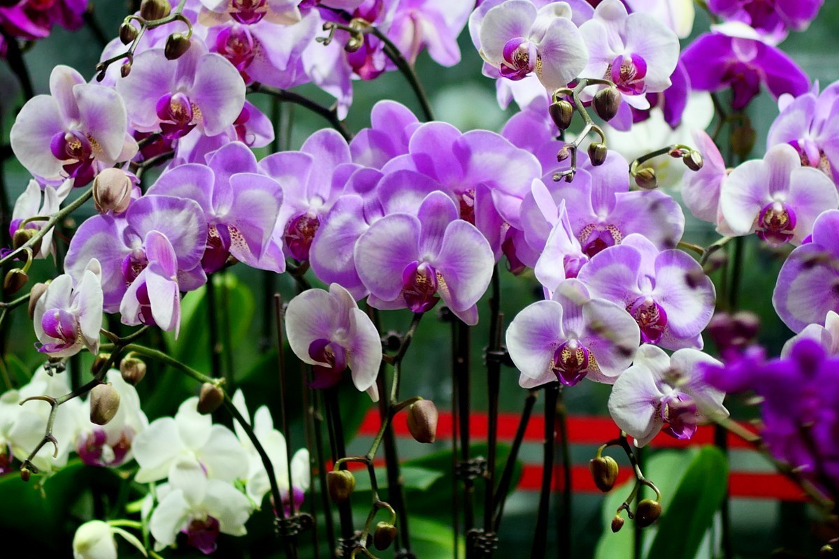 G100--一组鲜花 (上)