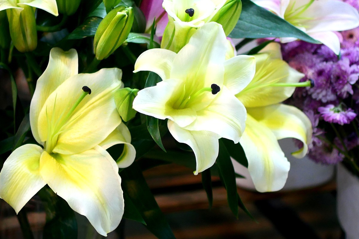 G100--一组鲜花 (上)