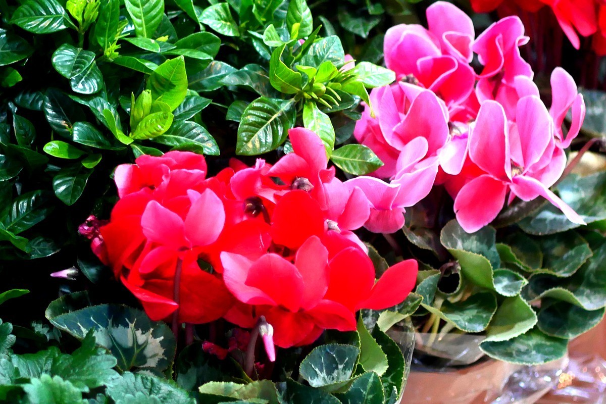 G100--一组鲜花 (上)