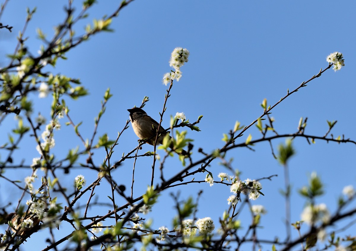 大地的调色板——东川红土地【9】