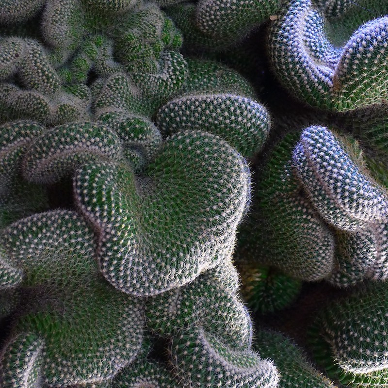 这是多肉植物虎头仙人山吗