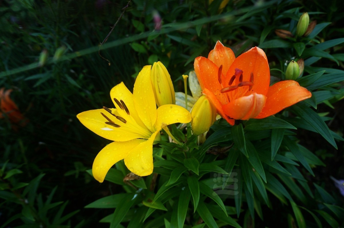 花博汇*娇艳欲滴——武汉随笔