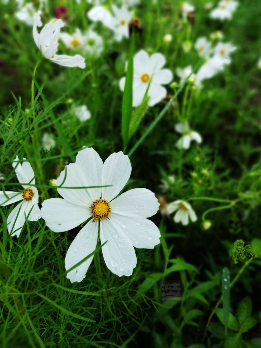 花博汇*娇艳欲滴——武汉随笔
