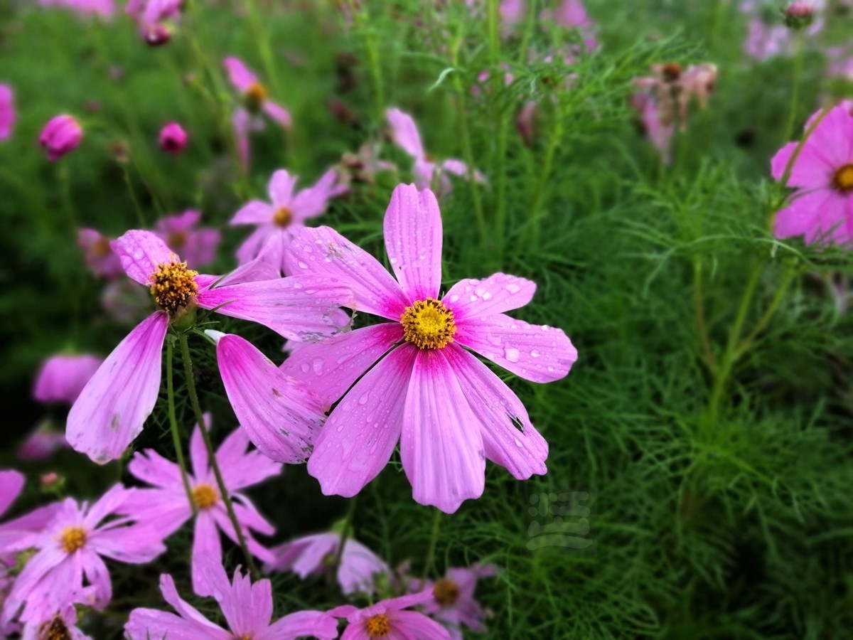 花博汇*娇艳欲滴——武汉随笔