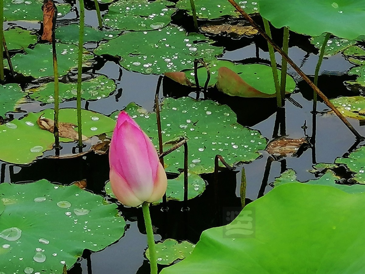 花博汇*娇艳欲滴——武汉随笔