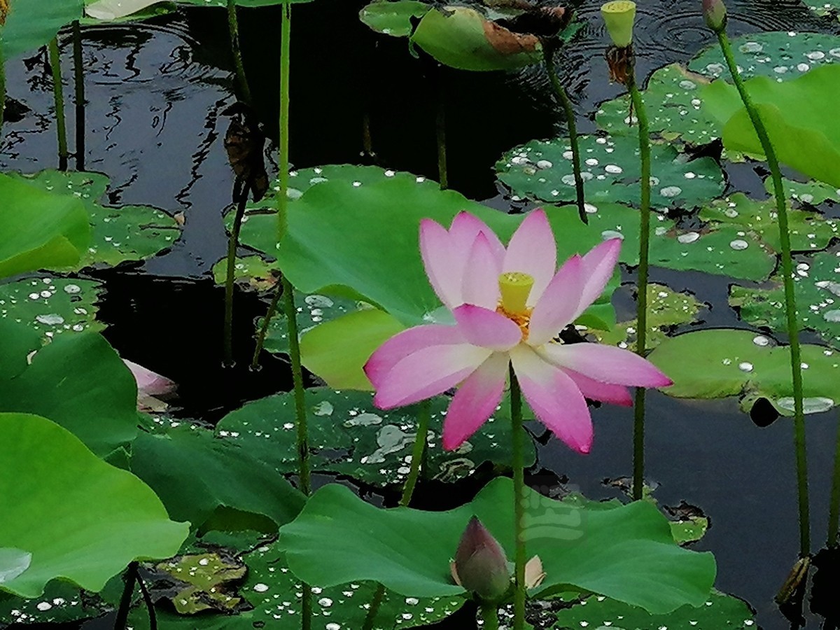 花博汇*娇艳欲滴——武汉随笔