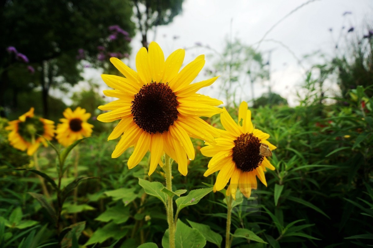 花博汇*娇艳欲滴——武汉随笔