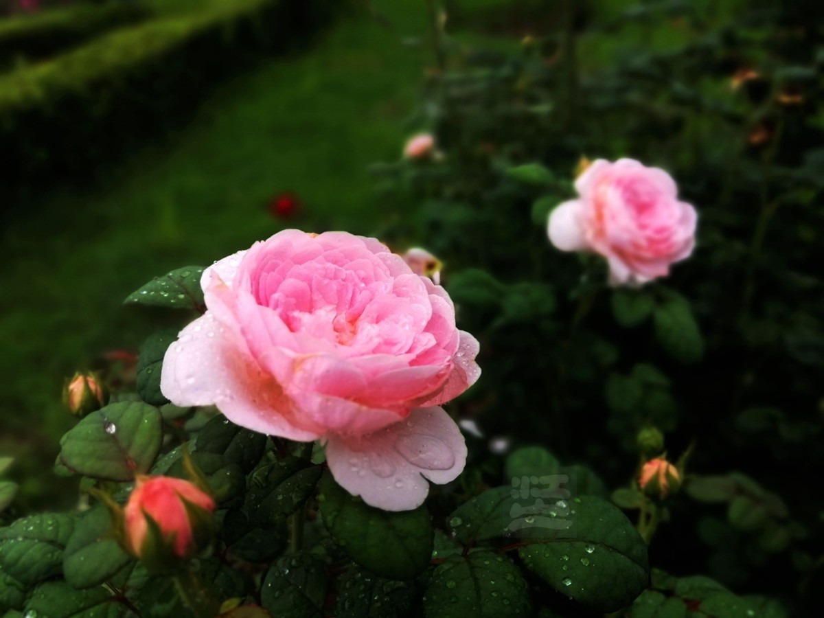 花博汇*娇艳欲滴——武汉随笔