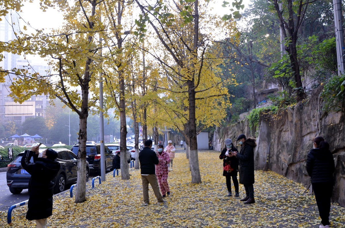 寒冬银杏 凋谢完毕 （五）