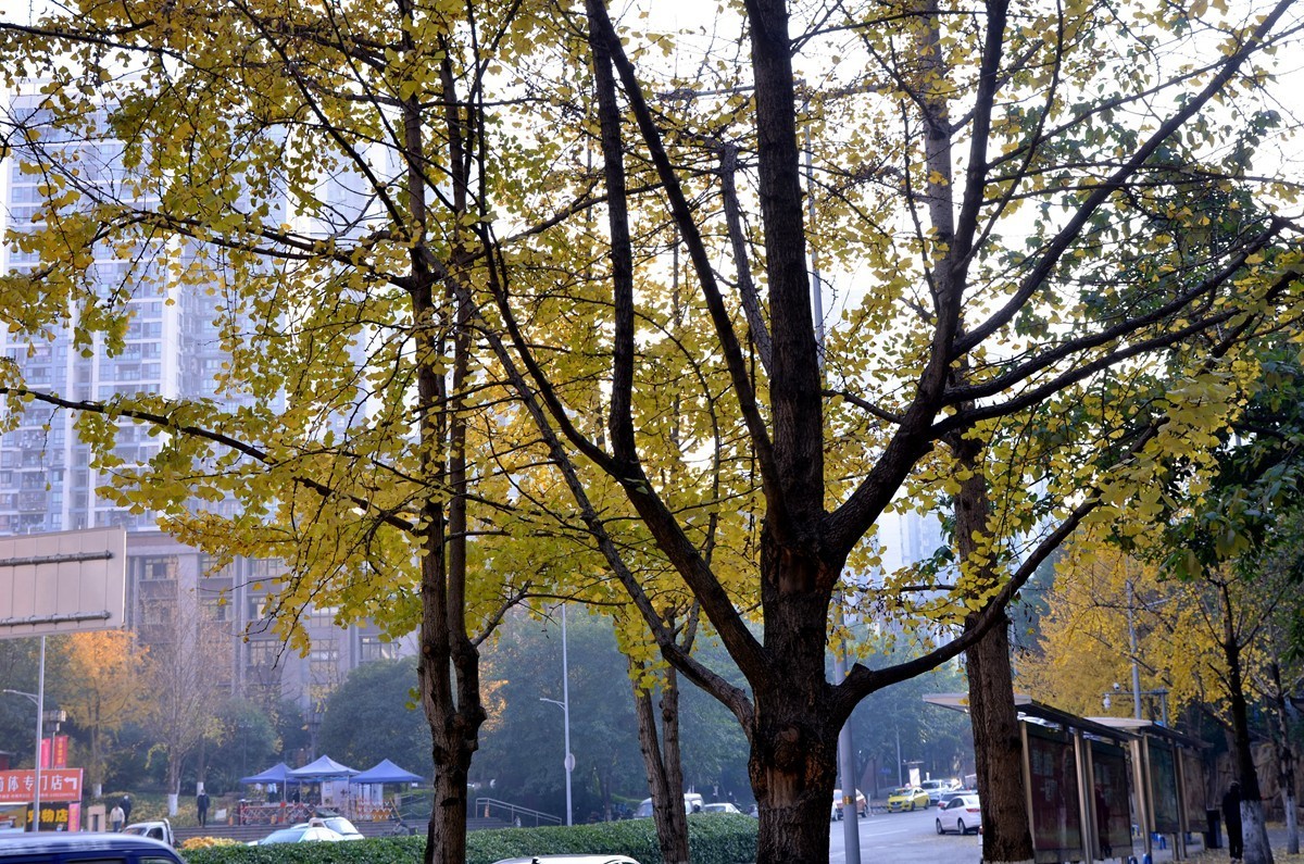 寒冬银杏 凋谢完毕 （五）