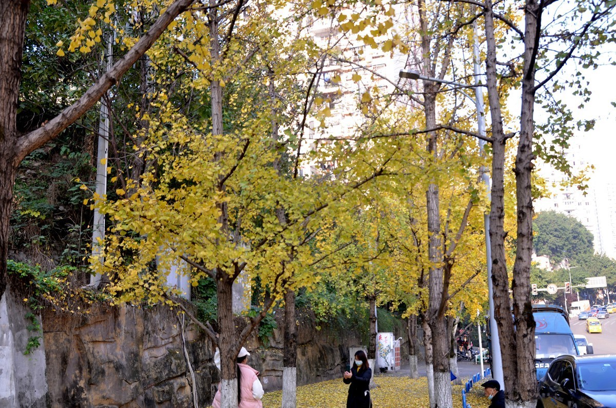 寒冬银杏 凋谢完毕 （五）