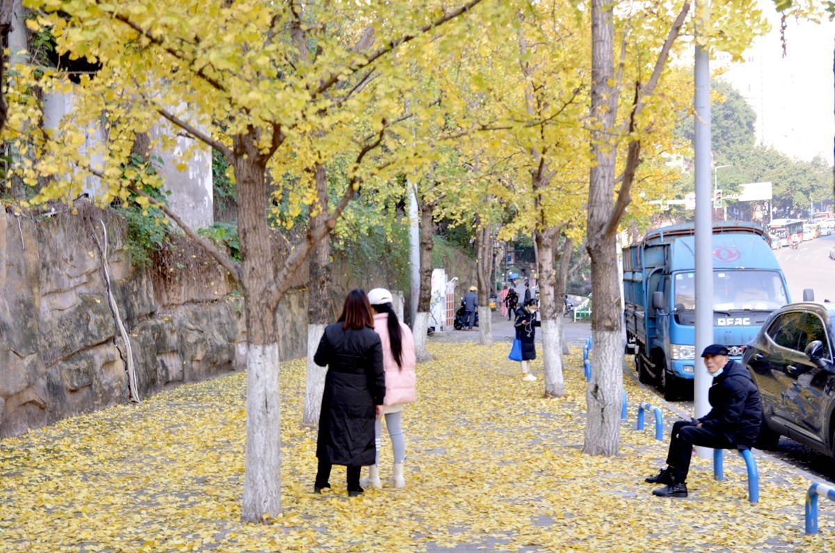 寒冬银杏 凋谢完毕 （五）