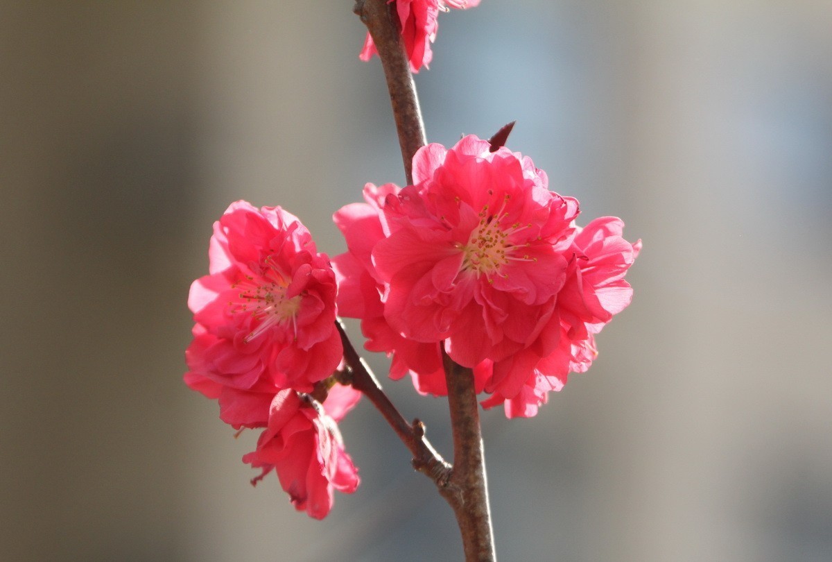 关东百花园（327）——红色碧桃花