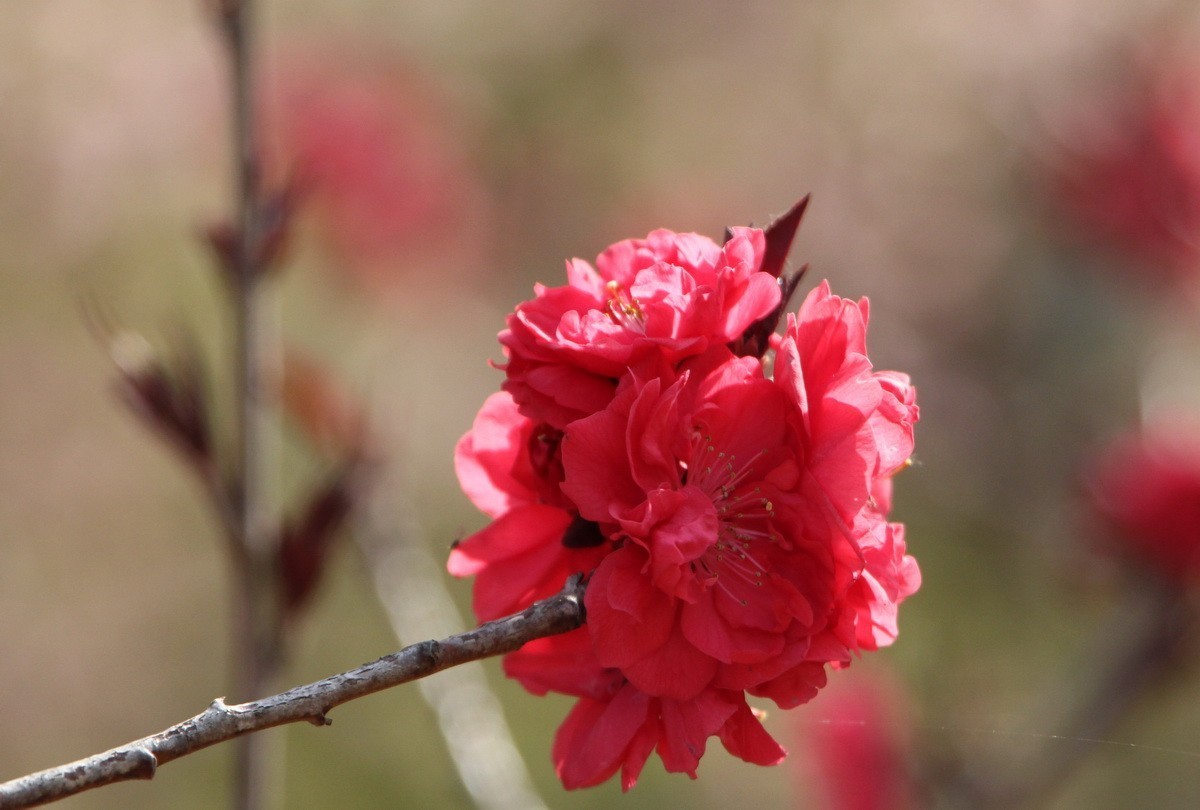 关东百花园（327）——红色碧桃花