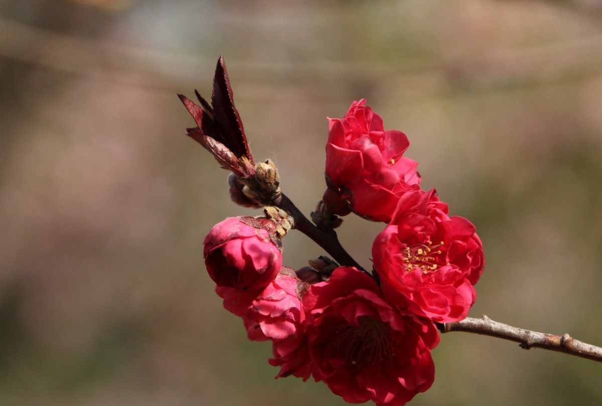 关东百花园（327）——红色碧桃花