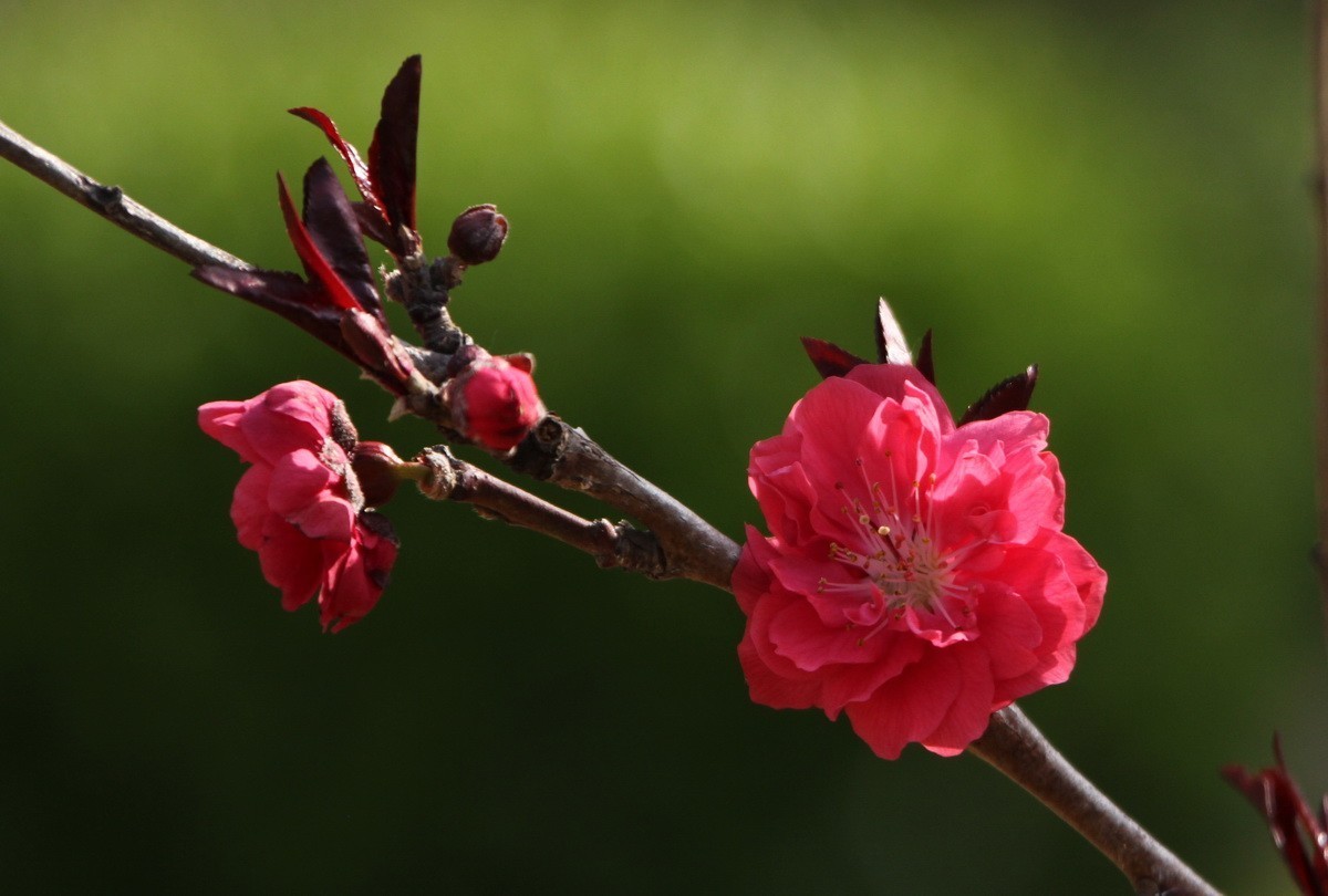 关东百花园（327）——红色碧桃花