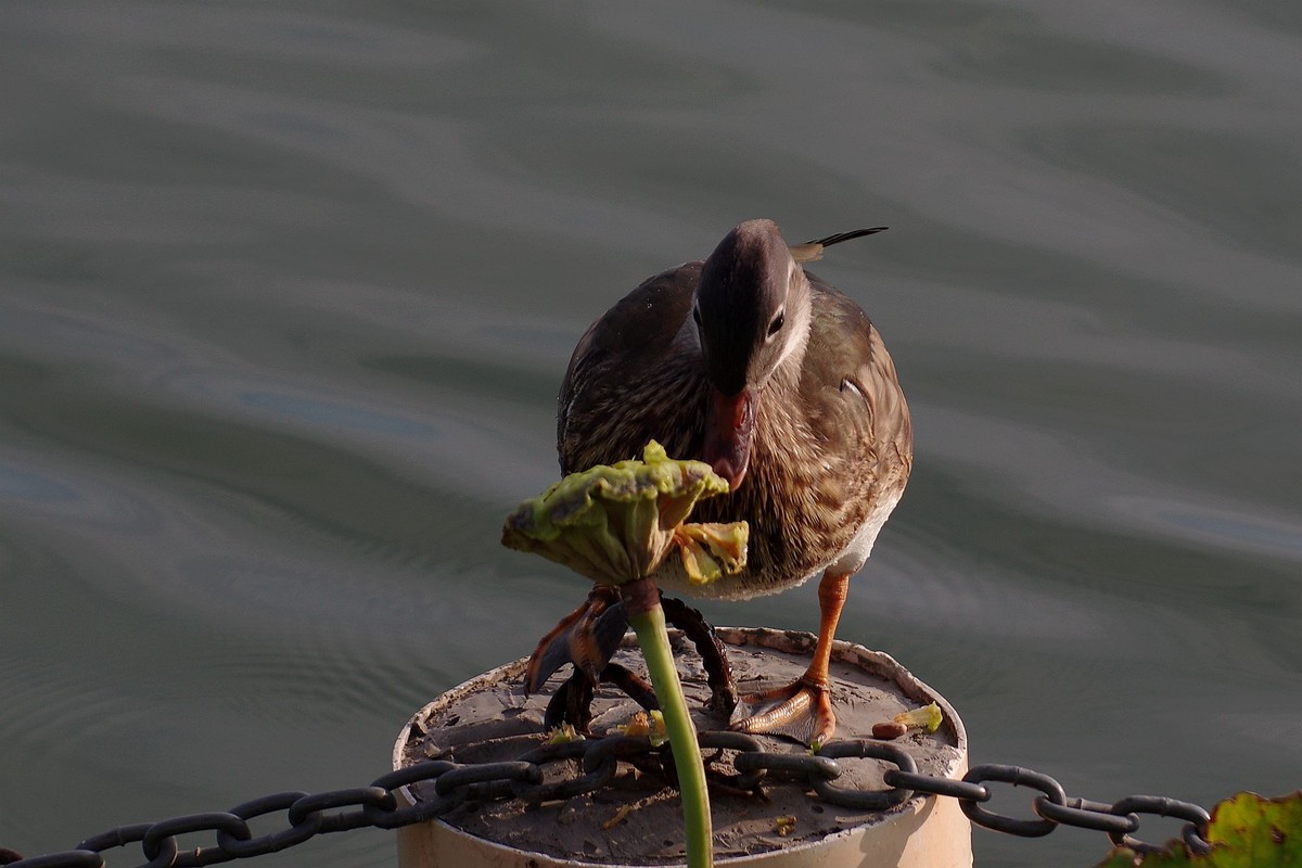 野鸭啄食莲蓬