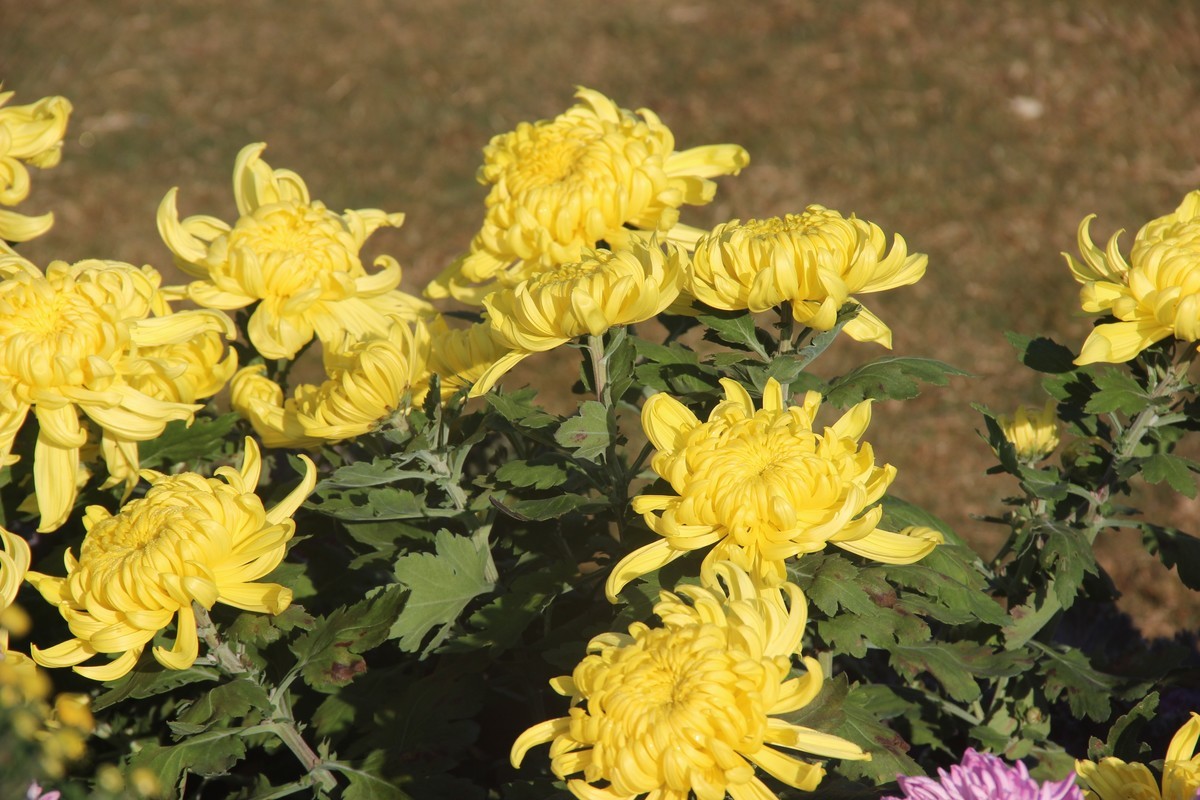市政广场菊花展-黄菊花（16）