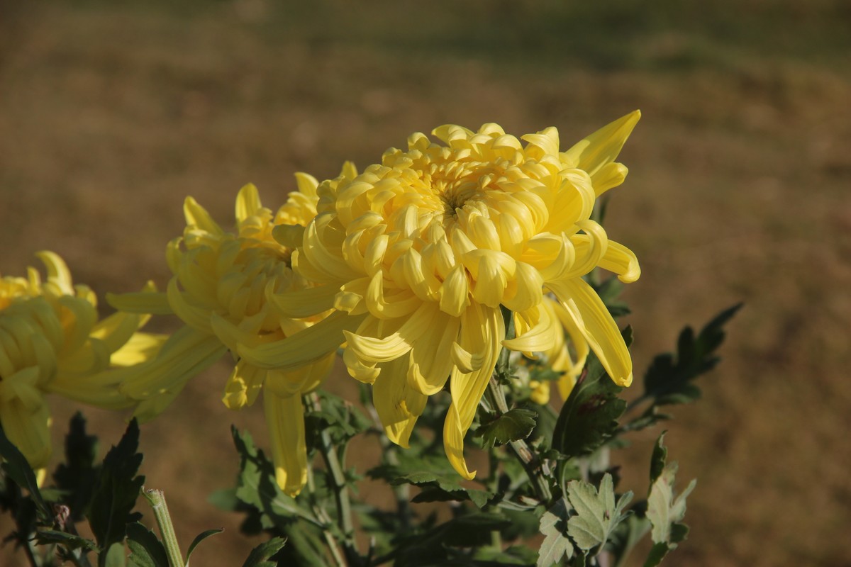 市政广场菊花展-黄菊花（16）