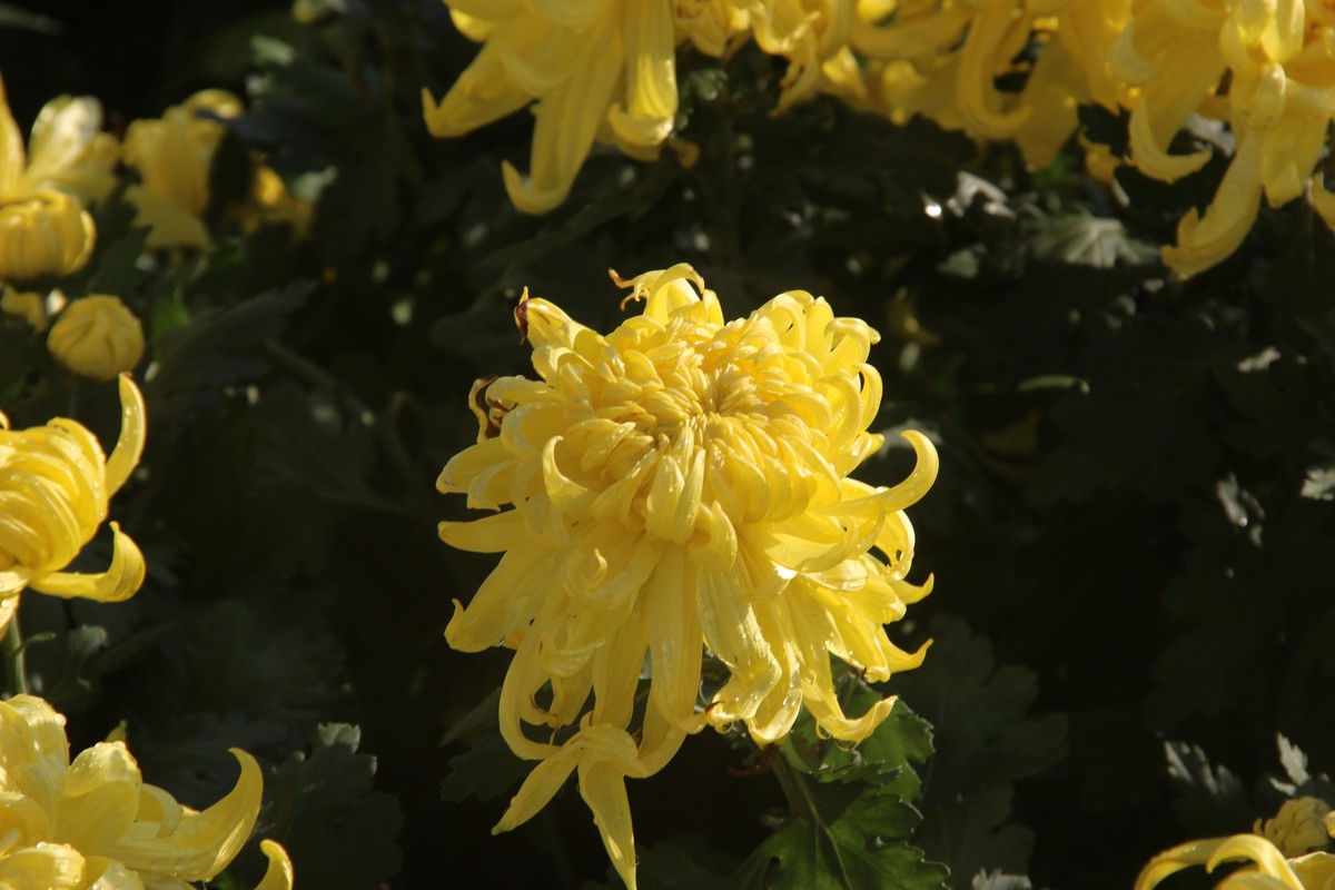 市政广场菊花展-黄菊花（16）