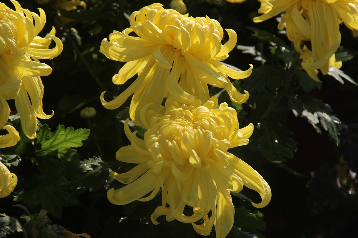 市政广场菊花展-黄菊花（16）