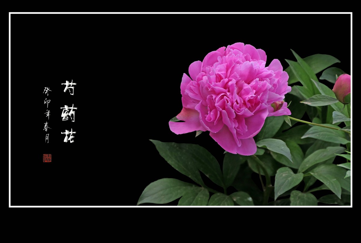 一组芍药花迎接新年