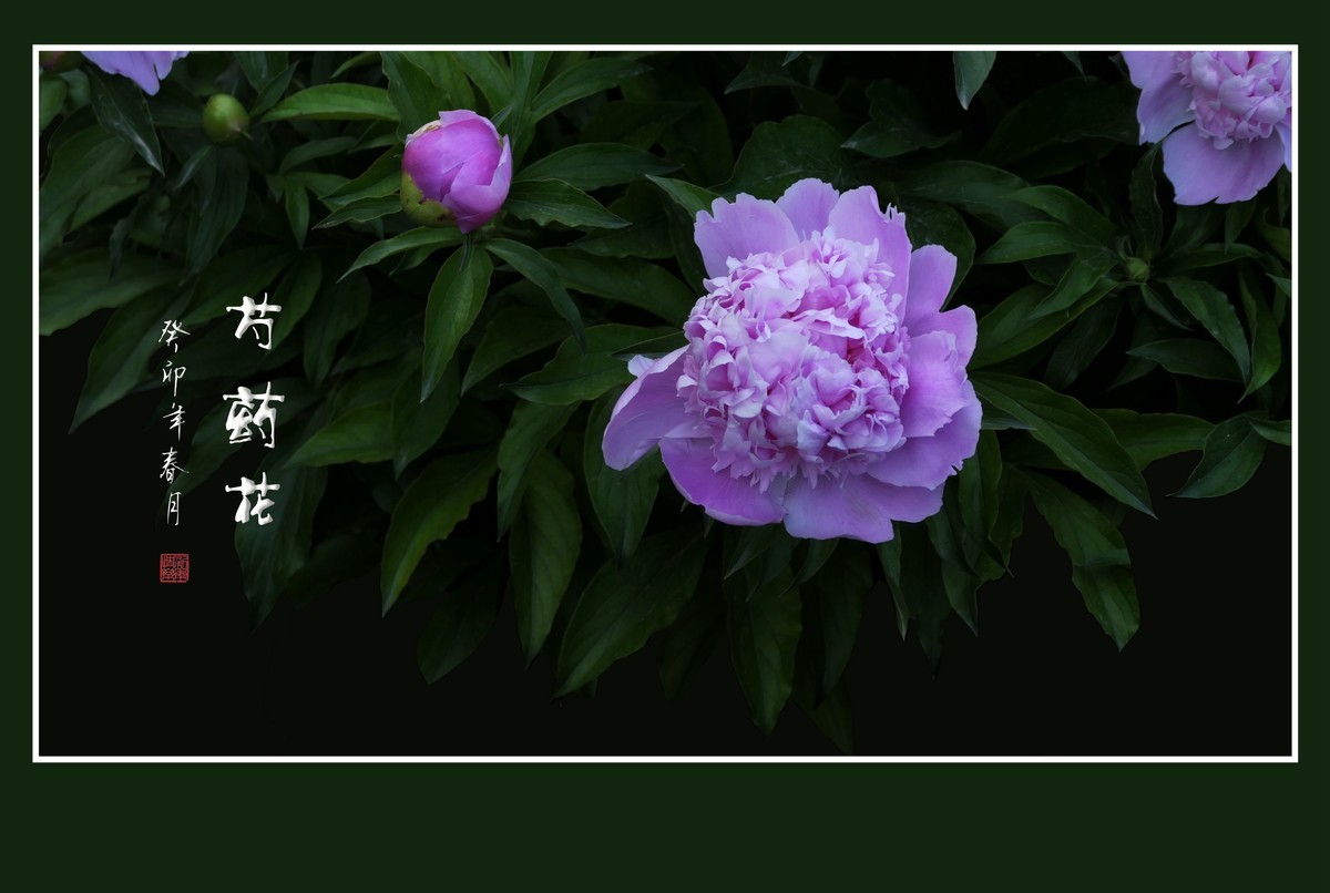 一组芍药花迎接新年