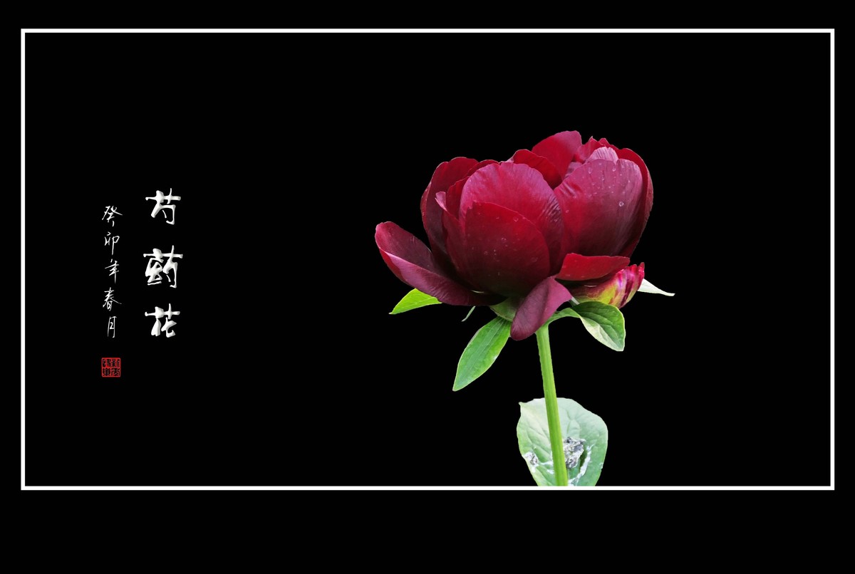 一组芍药花迎接新年