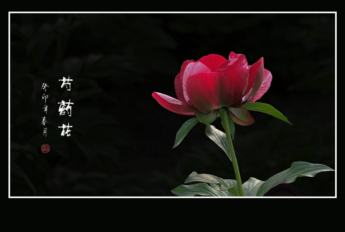 一组芍药花迎接新年