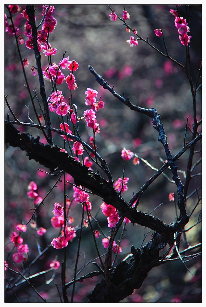 暗香疏影几黄昏