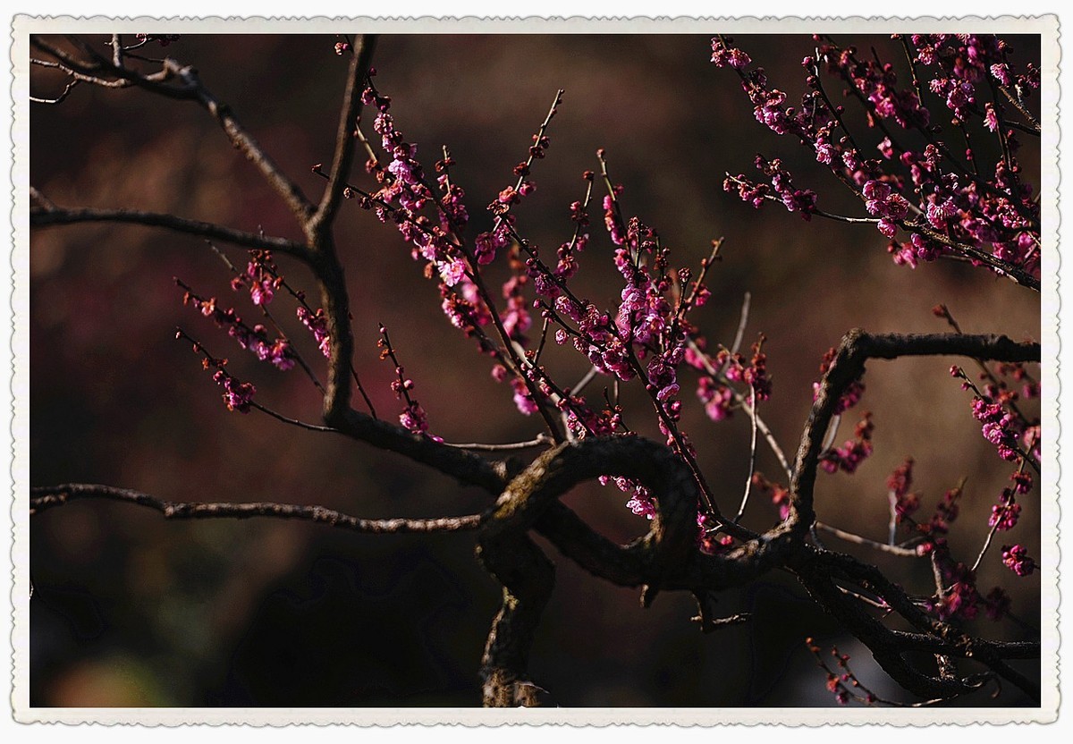 暗香疏影几黄昏