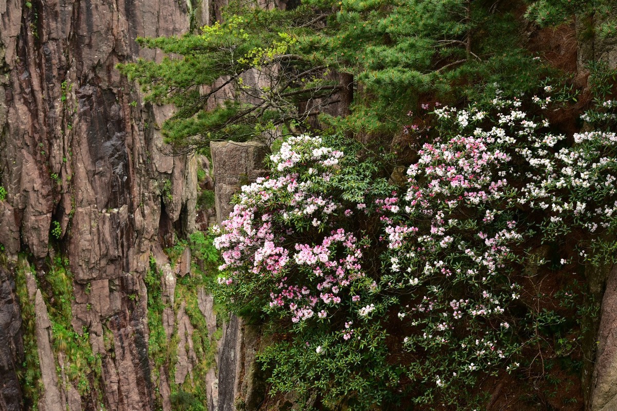 无梦徽州，天下黄山(二）