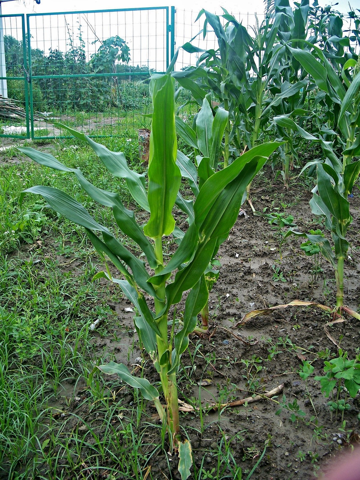 柯达C875防潮热机随拍