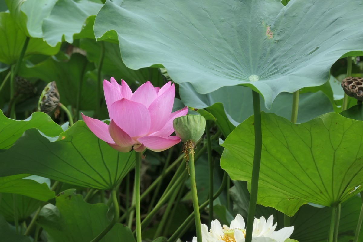 【荷花】——摄于上海天山公园2024-8-21