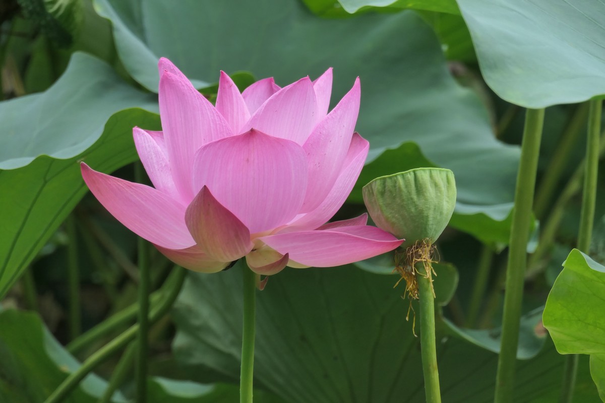 【荷花】——摄于上海天山公园2024-8-21