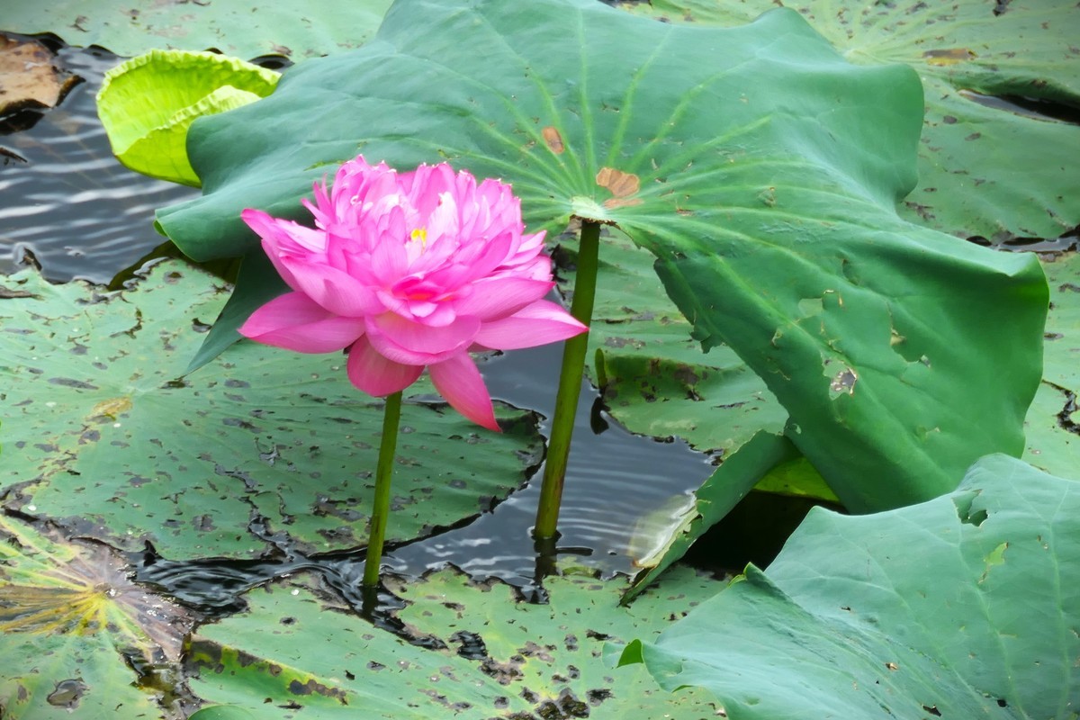 【荷花】——摄于上海天山公园2024-8-21