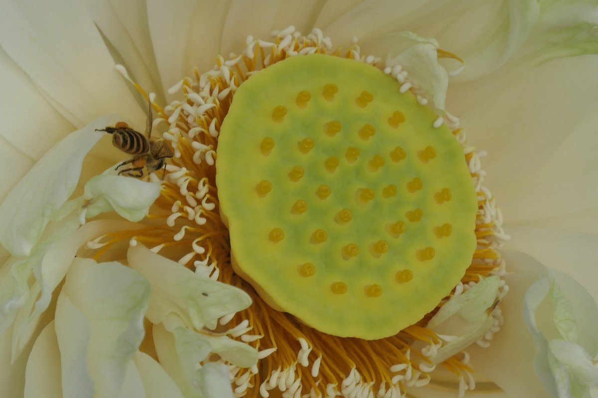 【荷花】——摄于上海天山公园2024-8-21