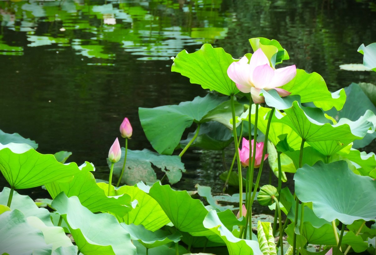 【荷花】——摄于上海天山公园2024-8-21