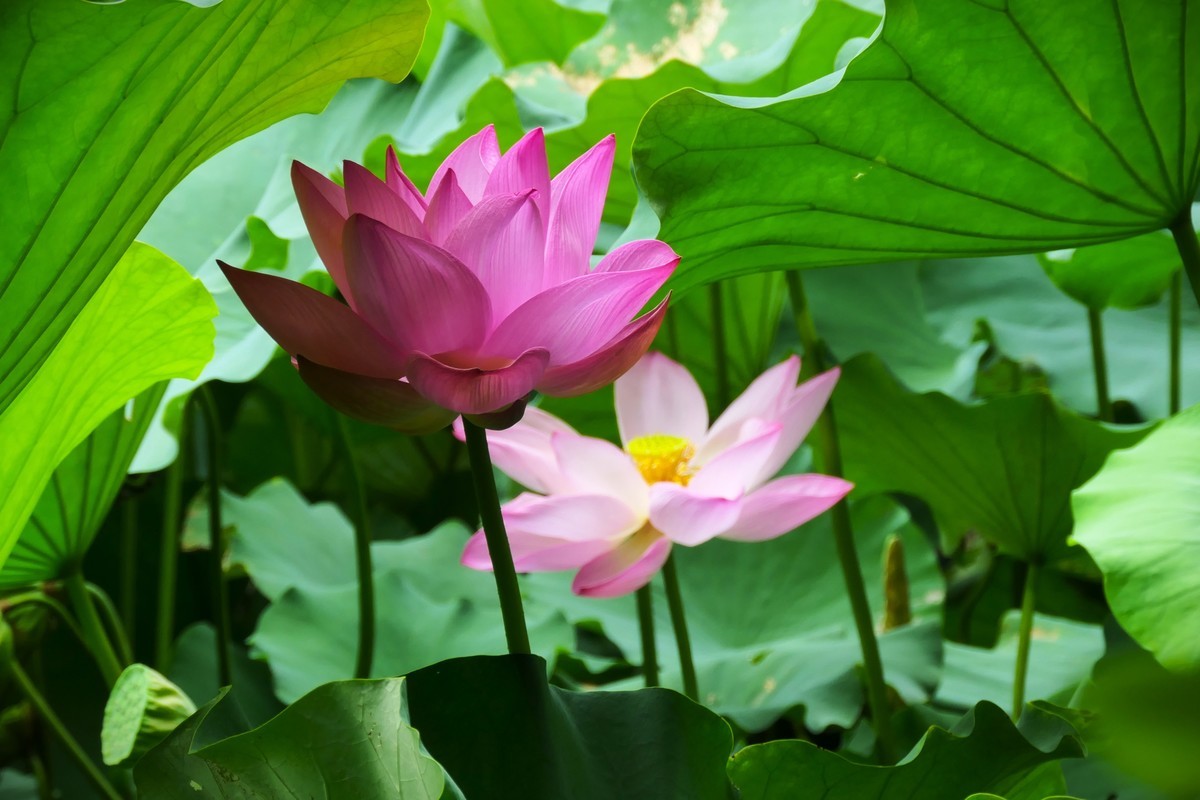 【荷花】——摄于上海天山公园2024-8-21